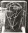 Sculture: Come fossili imbachecati in plexiglass. 1979.